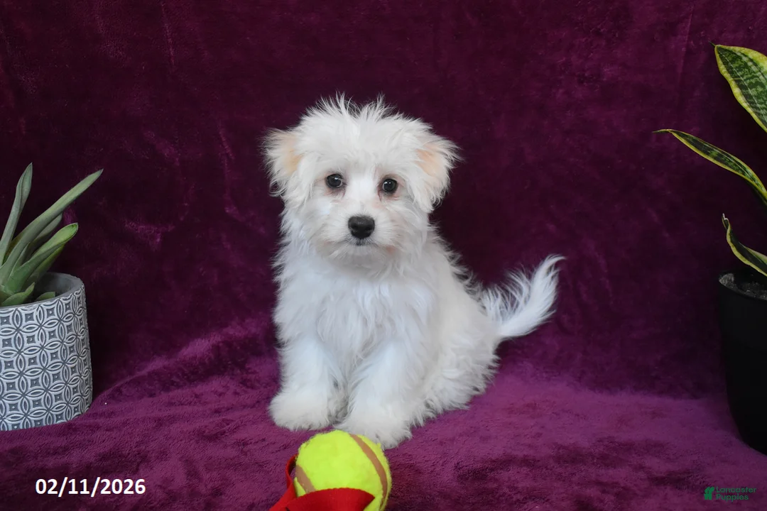 Maltese dogs for sale: Jasper - Ad 3