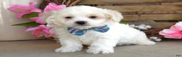 Maltese dogs for sale: Milo - Ad 3