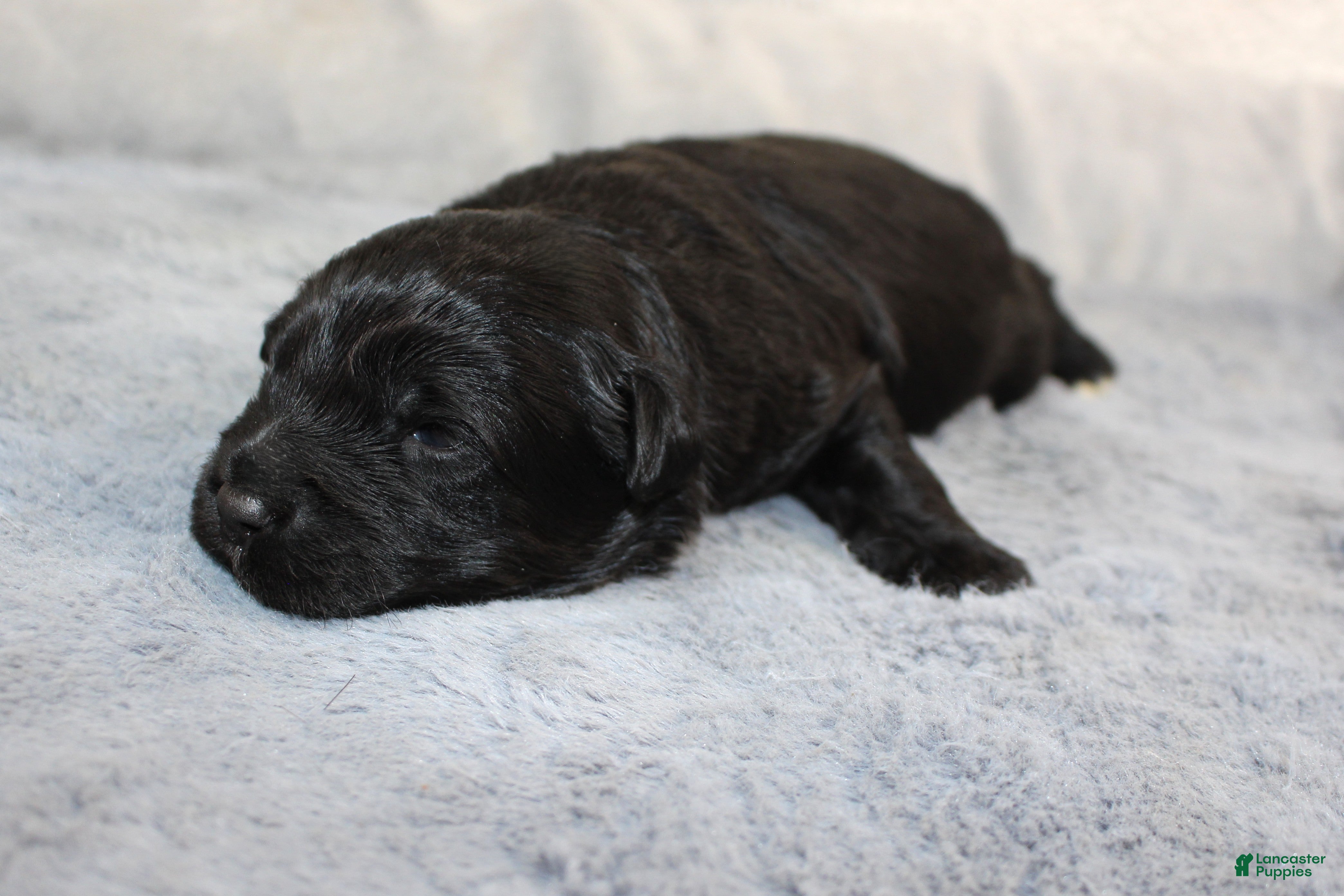 Aussiedoodle dogs Teddy - Ad 23