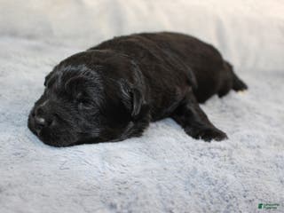 Aussiedoodle dogs Teddy - Ad 23