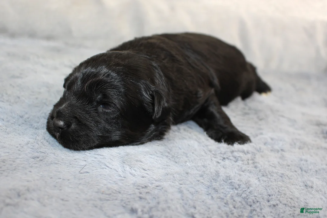 Aussiedoodle dogs for sale: Teddy - Ad 2