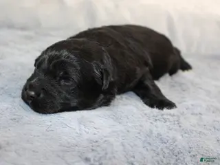 Aussiedoodle dogs Teddy - Ad 33