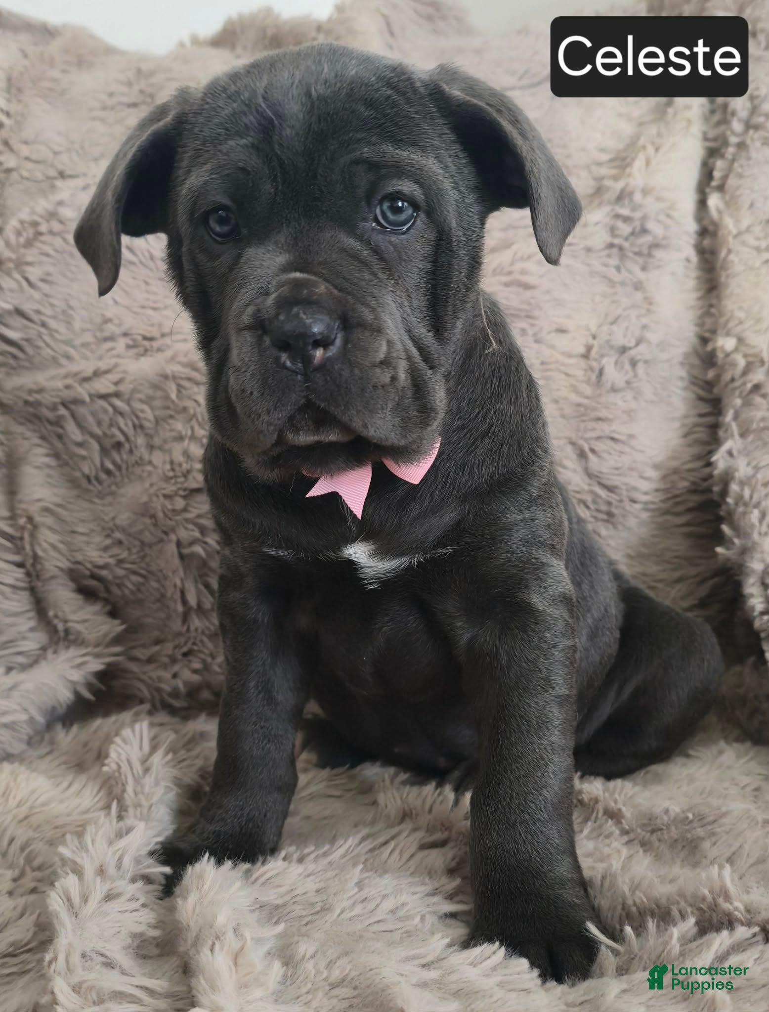 Cane Corso dogs Celeste - Ad 2
