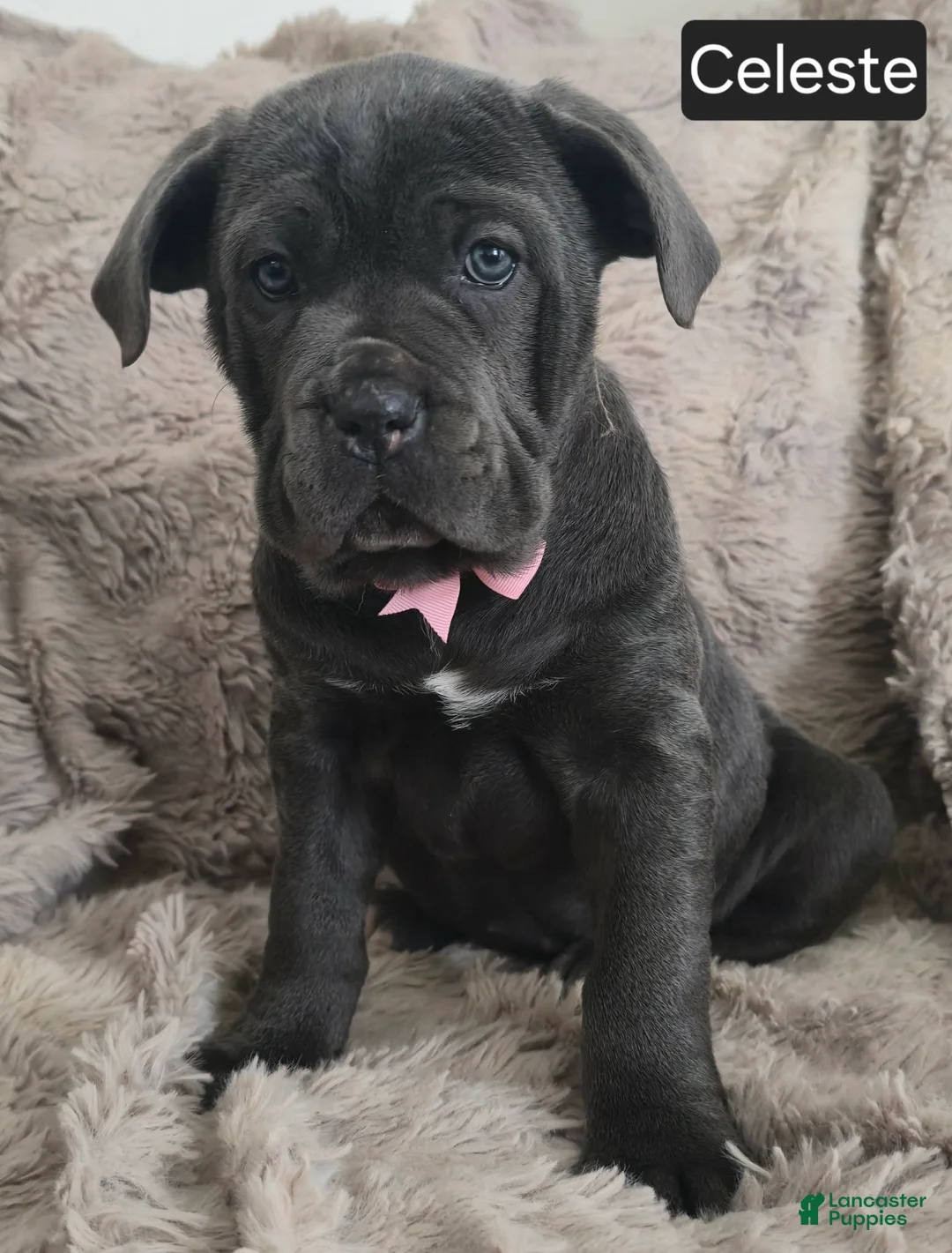 Cane Corso dogs for sale: Celeste - Ad 1