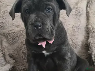 Cane Corso dogs Celeste - Ad 2