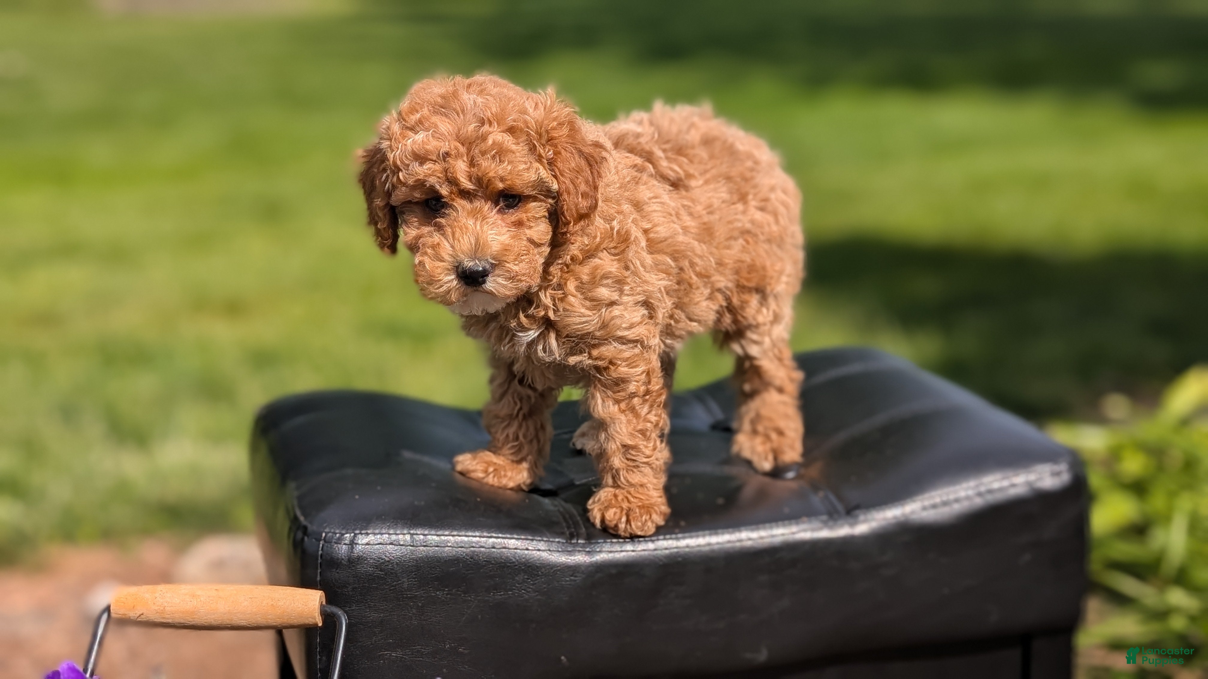 Miniature Poodle dogs Muna - Ad 2