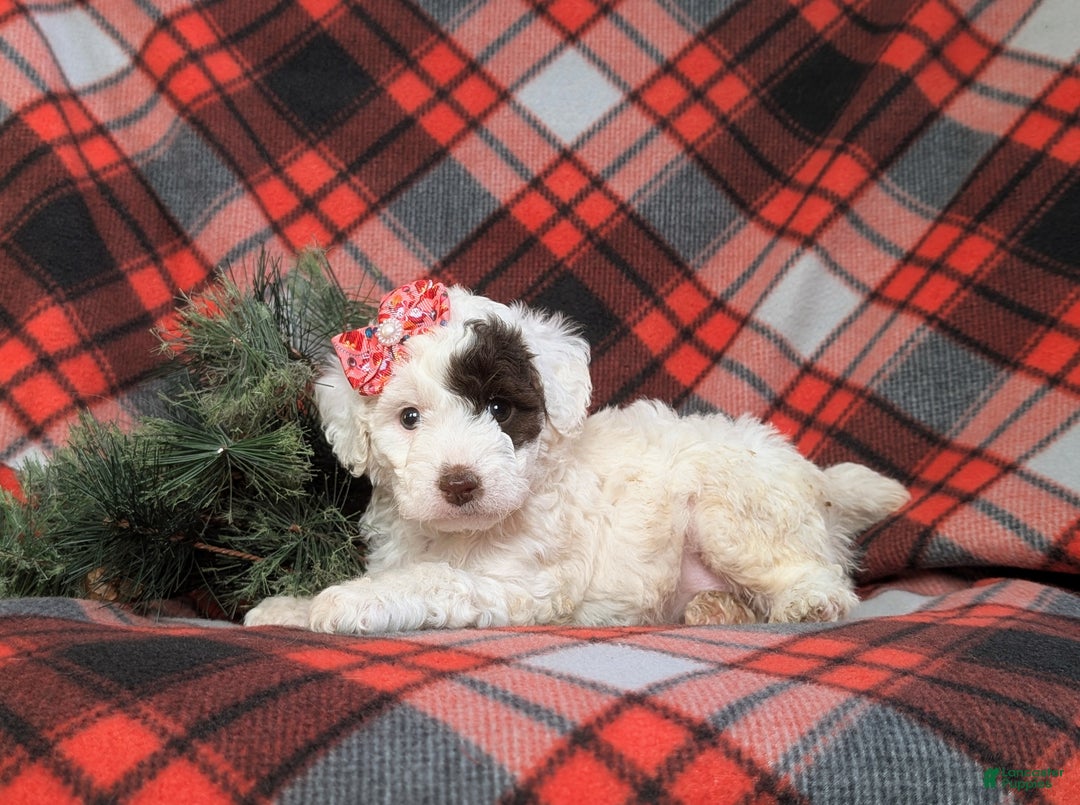 Cockapoo dogs for sale: Charise Hypoallergenic - Ad 5