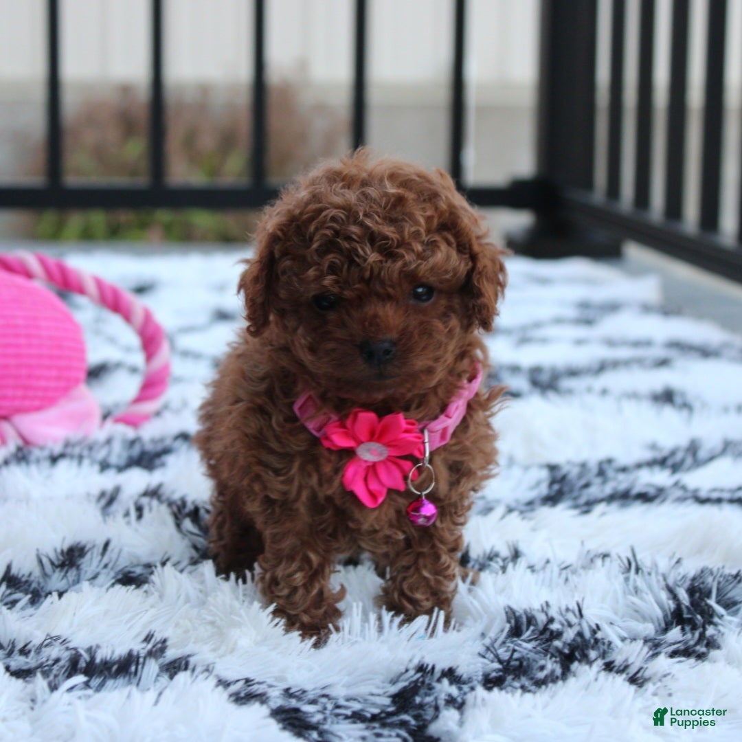 Toy Poodle dogs for sale: Bella - Ad 7