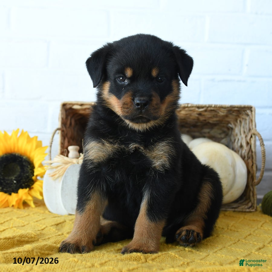 Rottweiler dogs for sale: Raven - Ad 3