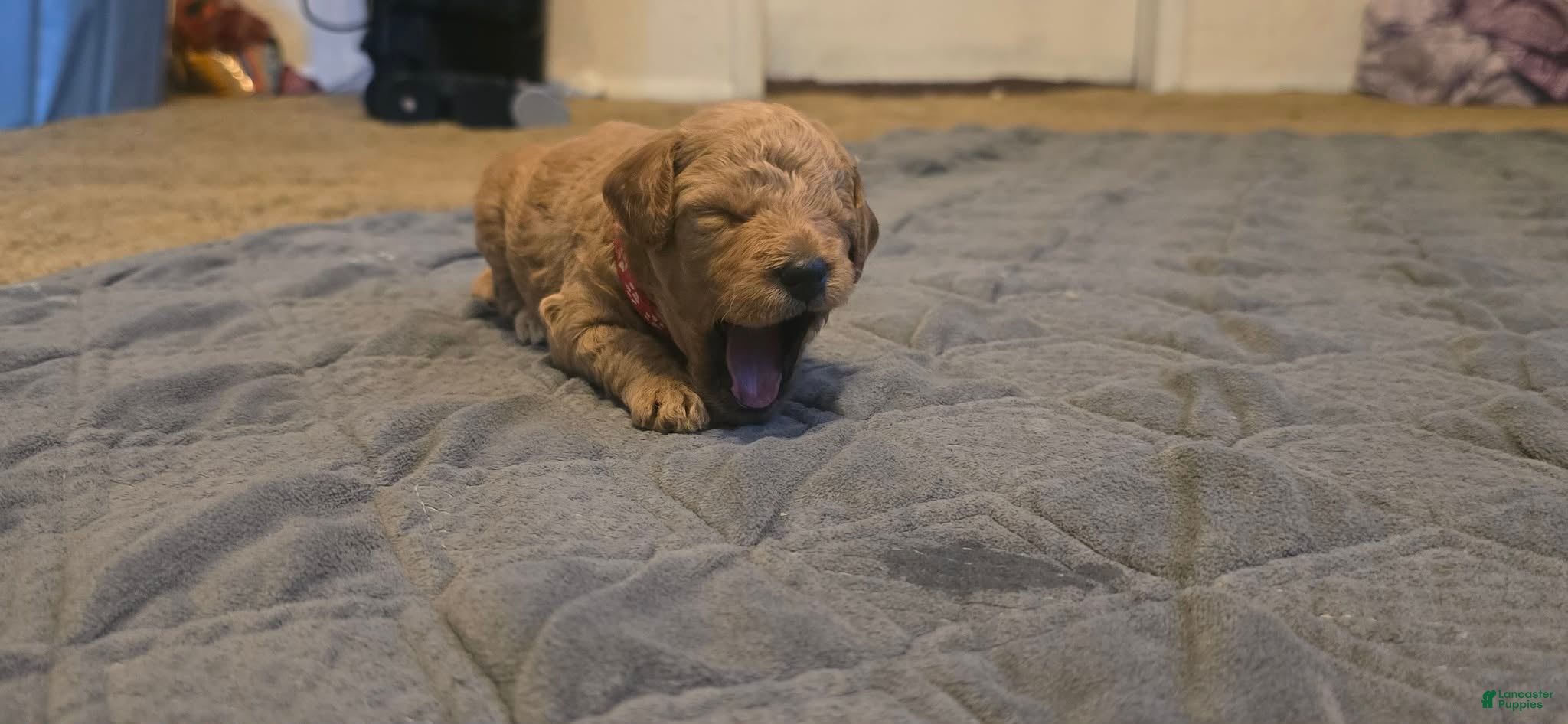 Mini Goldendoodle dogs daisy  - Ad 1