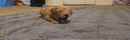 Mini Goldendoodle dogs for sale: daisy  - Ad 1