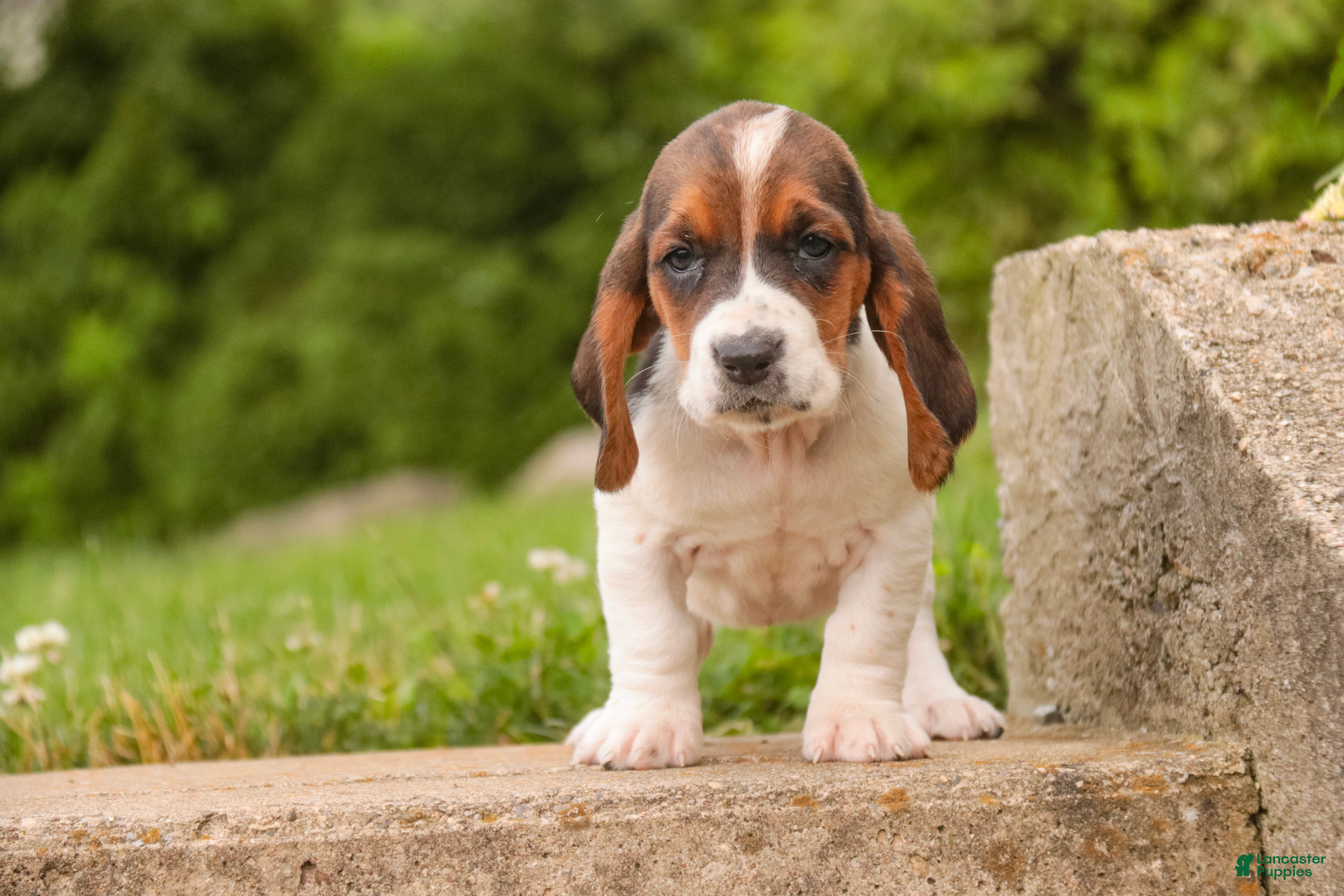 Basset Hound dogs Marlowe - Ad 2