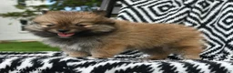 Pomeranian dogs for sale: Crescent - Ad 4