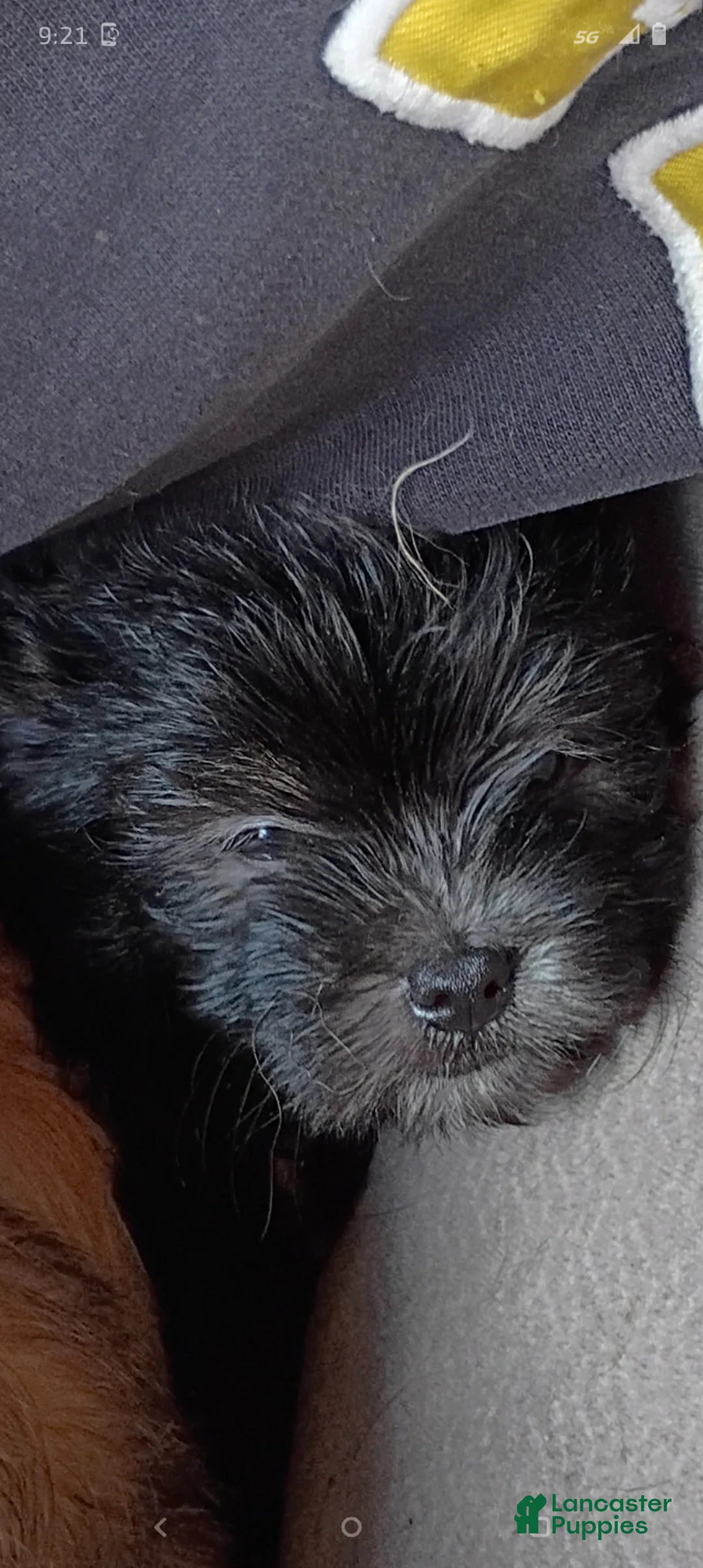 Pomeranian dogs for sale: Pomeranian Puppy 1 - Ad 2