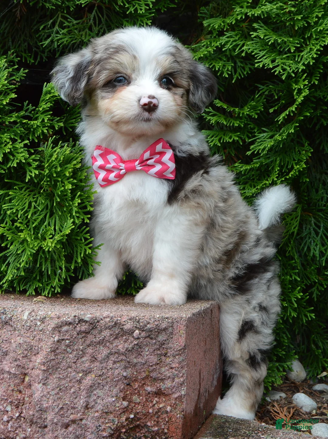 Mini Aussiedoodle dogs for sale: Mini Ava - Ad 1