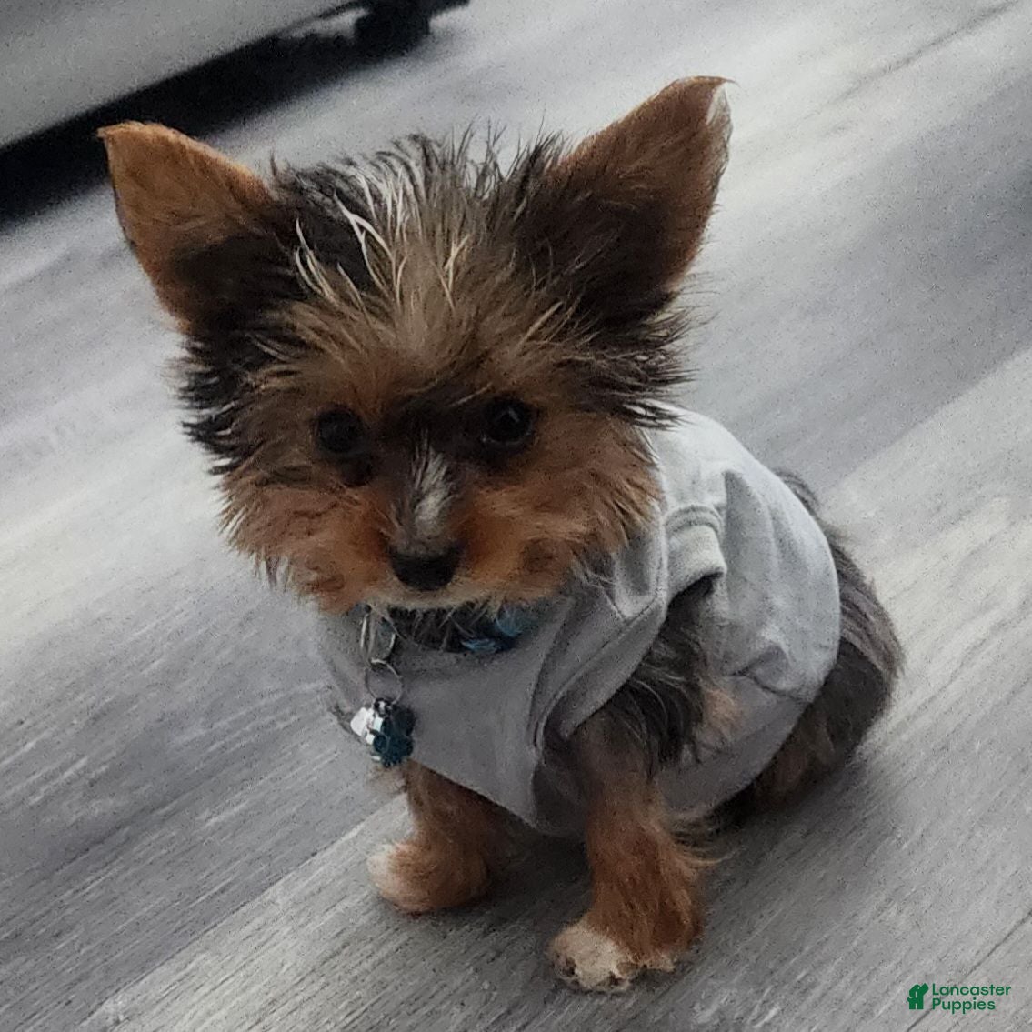 Yorkshire Terrier dogs Muscles - Ad 1