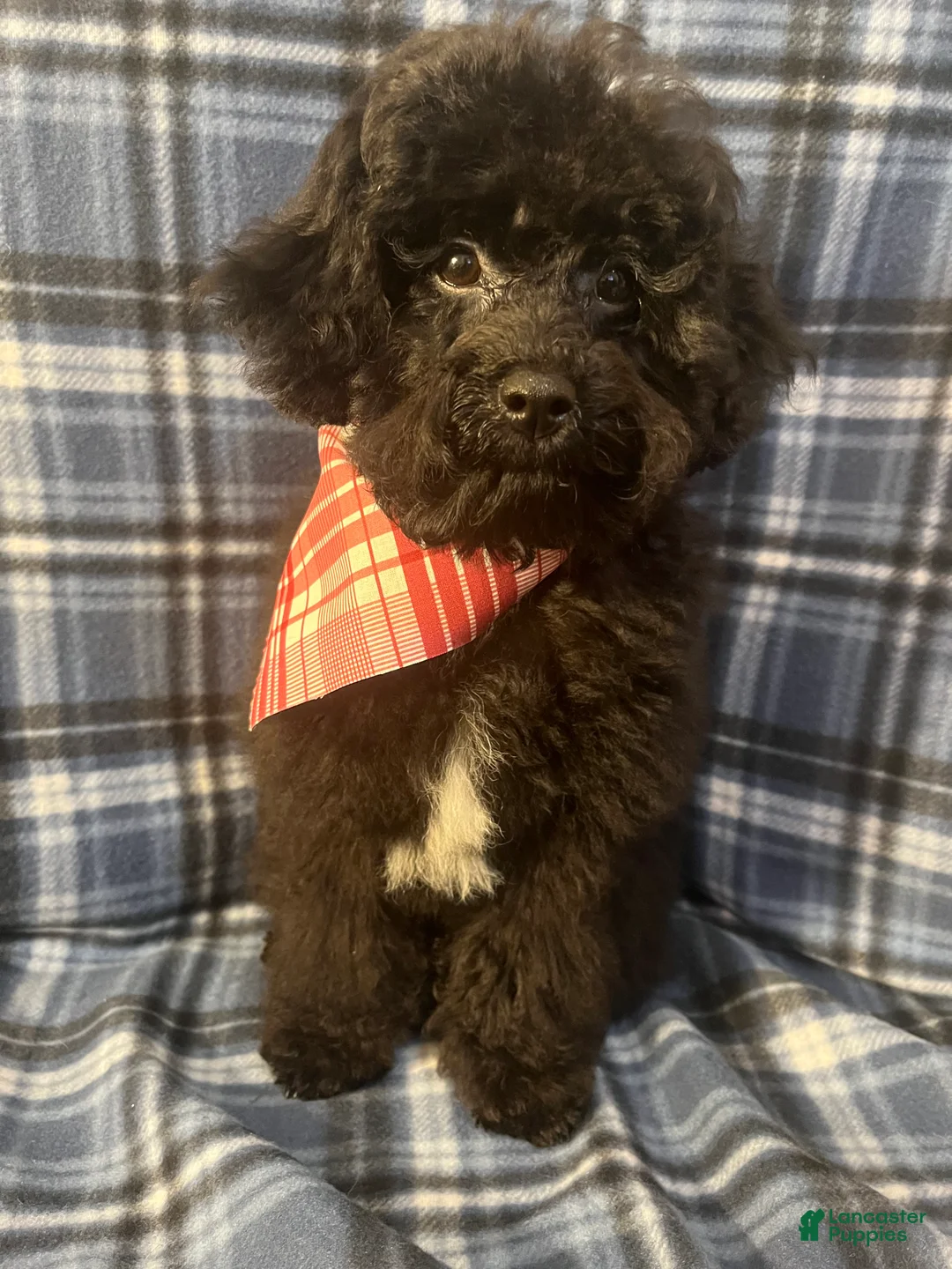 Miniature Poodle dogs for sale: Miniature Poodle 1 - Ad 1
