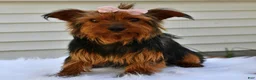 Morkie dogs for sale: Pumpkin - Ad 11