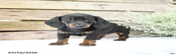 Miniature Dachshund dogs for sale: Daisy - Ad 3