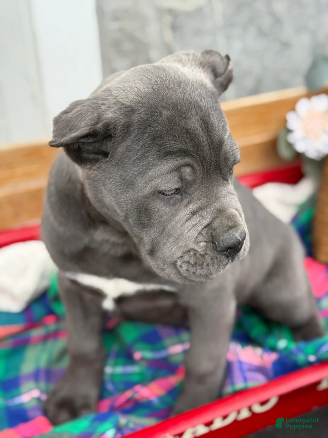 Cane Corso dogs for sale: Butch - Ad 11