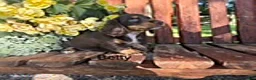 Miniature Dachshund dogs for sale: Betty   - Ad 1