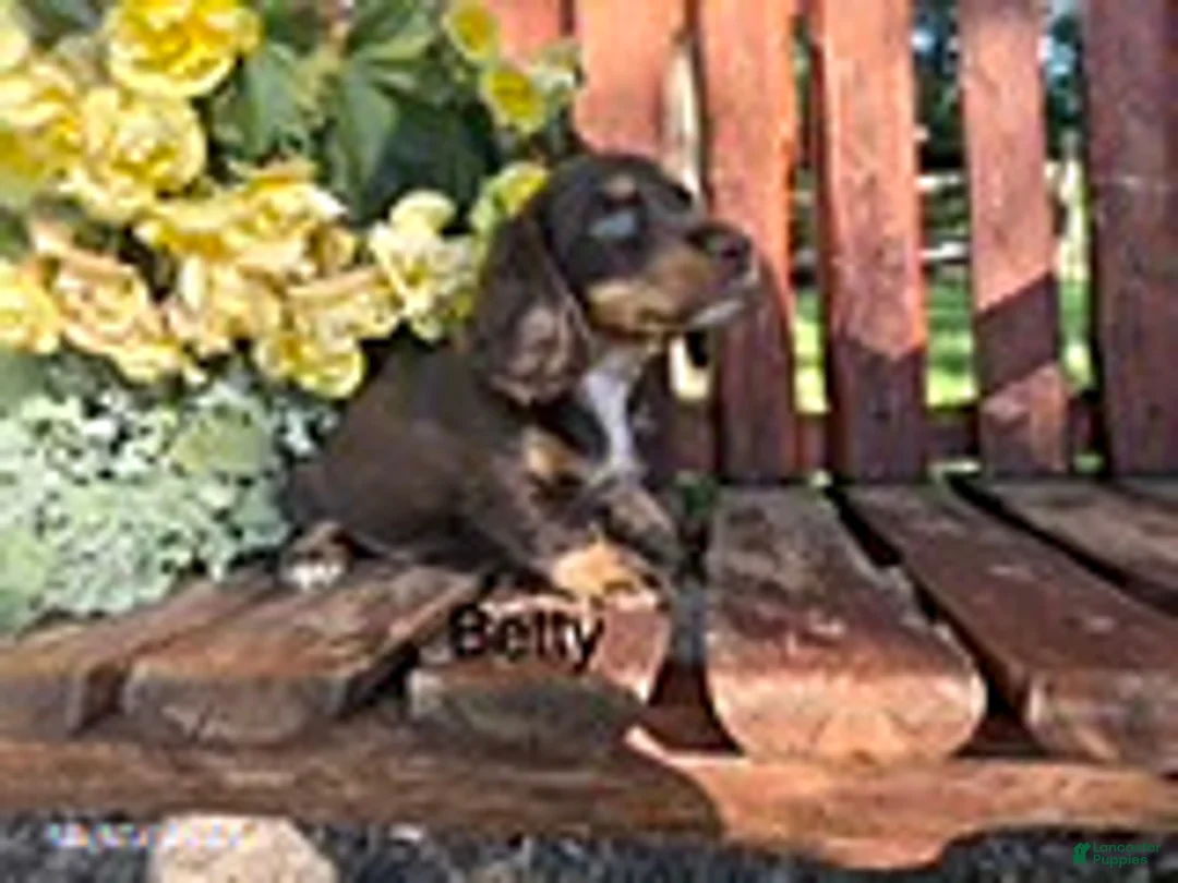 Miniature Dachshund dogs for sale: Betty   - Ad 1