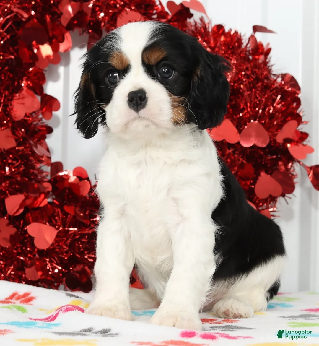 Cavalier King Charles Spaniel dogs for sale: Ranger - Ad 6