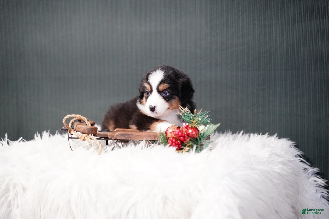 Miniature Australian Shepherd dogs for sale: Bailey - Ad 7