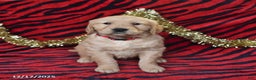 Golden Retriever dogs for sale: River - Ad 5