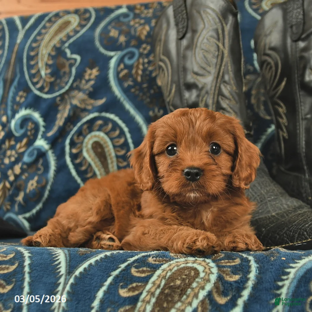 Cavapoo dogs for sale: Tinkerbell  - Ad 5