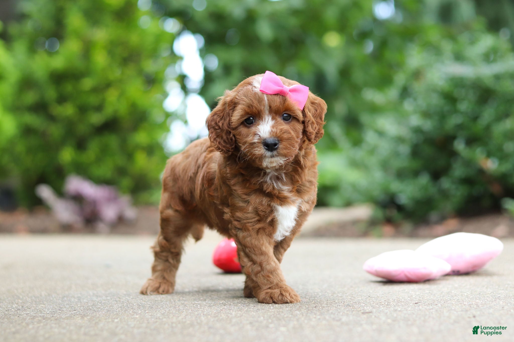 Cavapoo dogs Autumn - Ad 2
