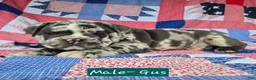 Olde English Bulldogge dogs for sale: Gus - Ad 3
