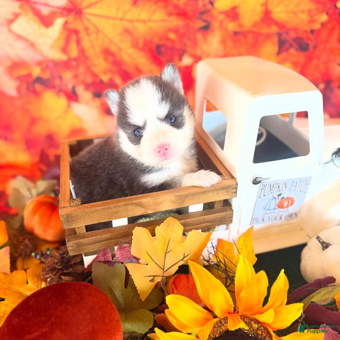 Pomsky dogs for sale: Zephyr - Ad 13