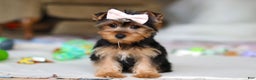 Yorkshire Terrier dogs for sale: Dolly - Ad 7