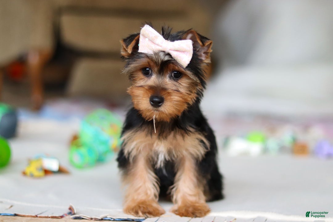Yorkshire Terrier dogs for sale: Dolly - Ad 7