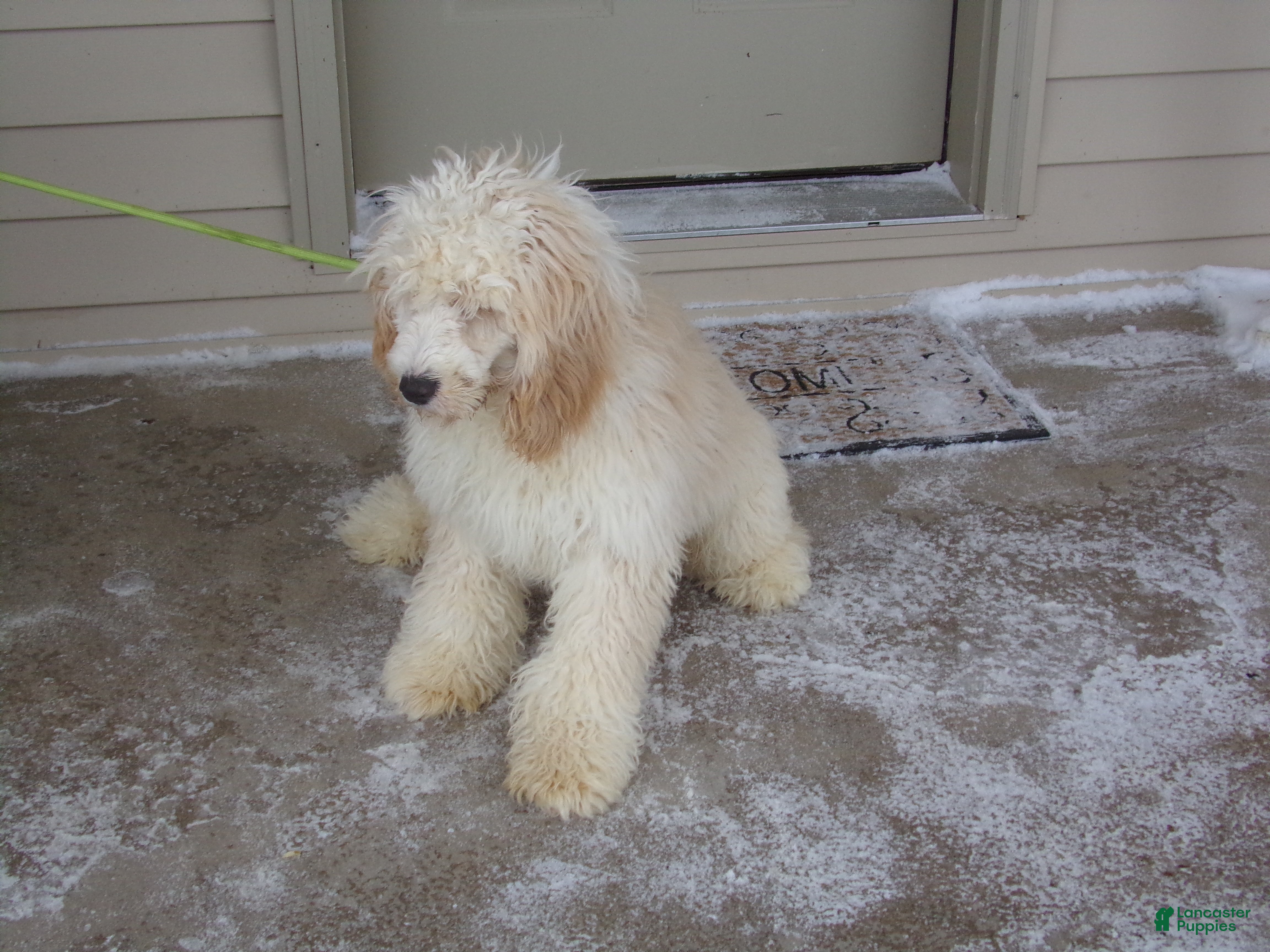 Cockapoo dogs Finley - Ad 2