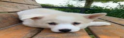 Alaskan Husky dogs for sale: Samson - Ad 8