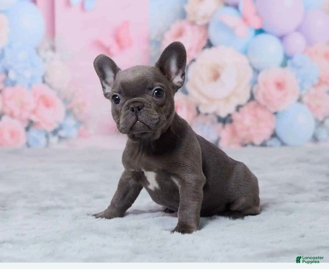 French Bulldog dogs Luna - Ad 1