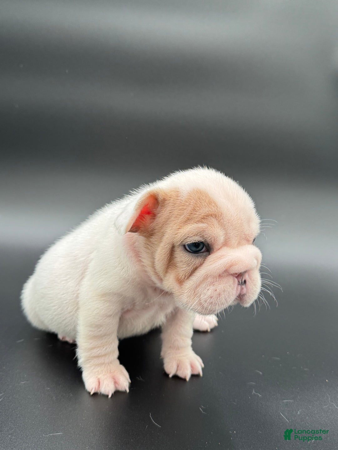 French Bulldog dogs for sale: French Bulldog Puppy 4 - Ad 3
