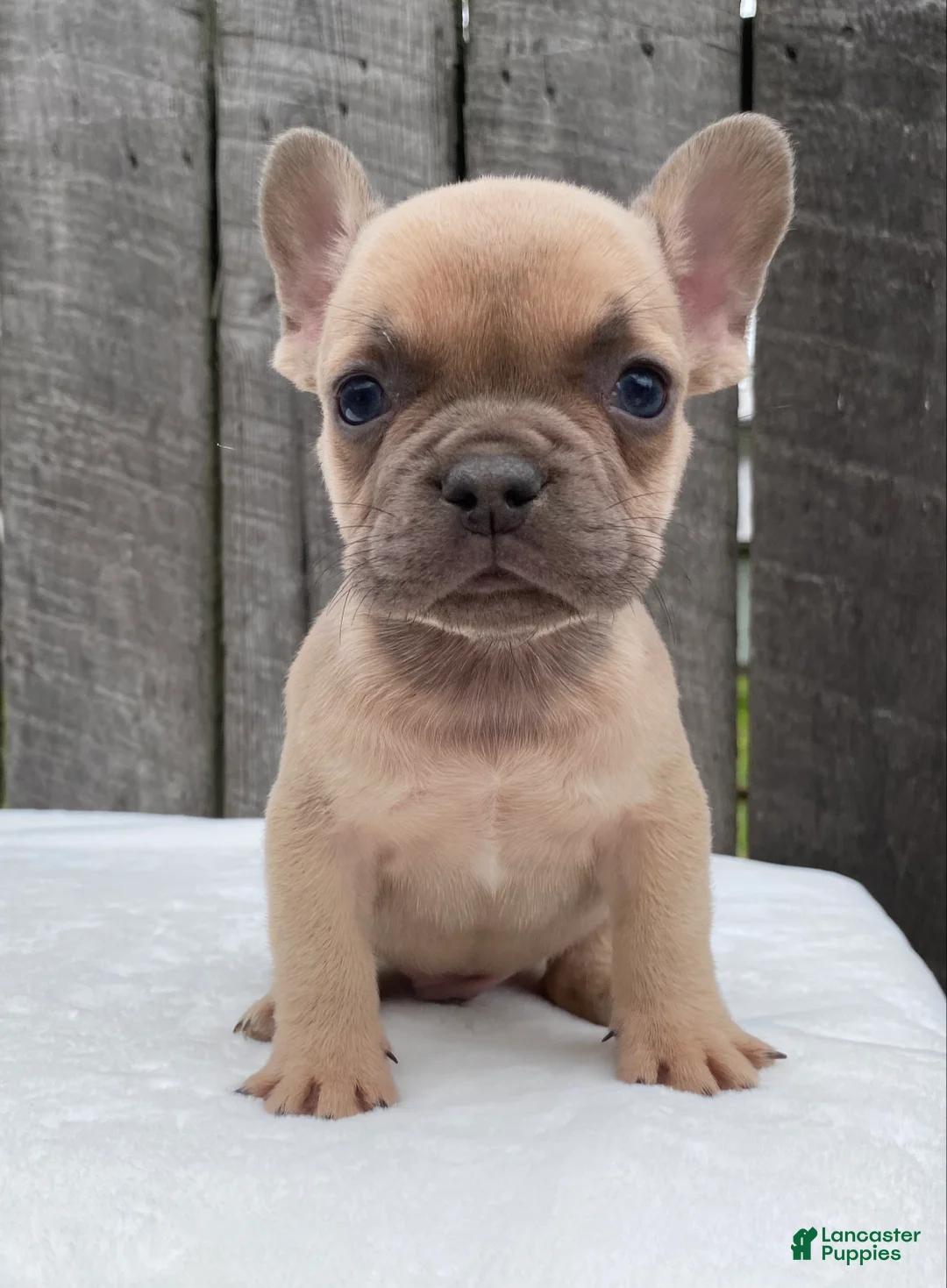 French Bulldog dogs for sale: Baxter - Ad 2