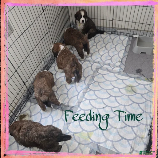 Gallery Image {{count}}