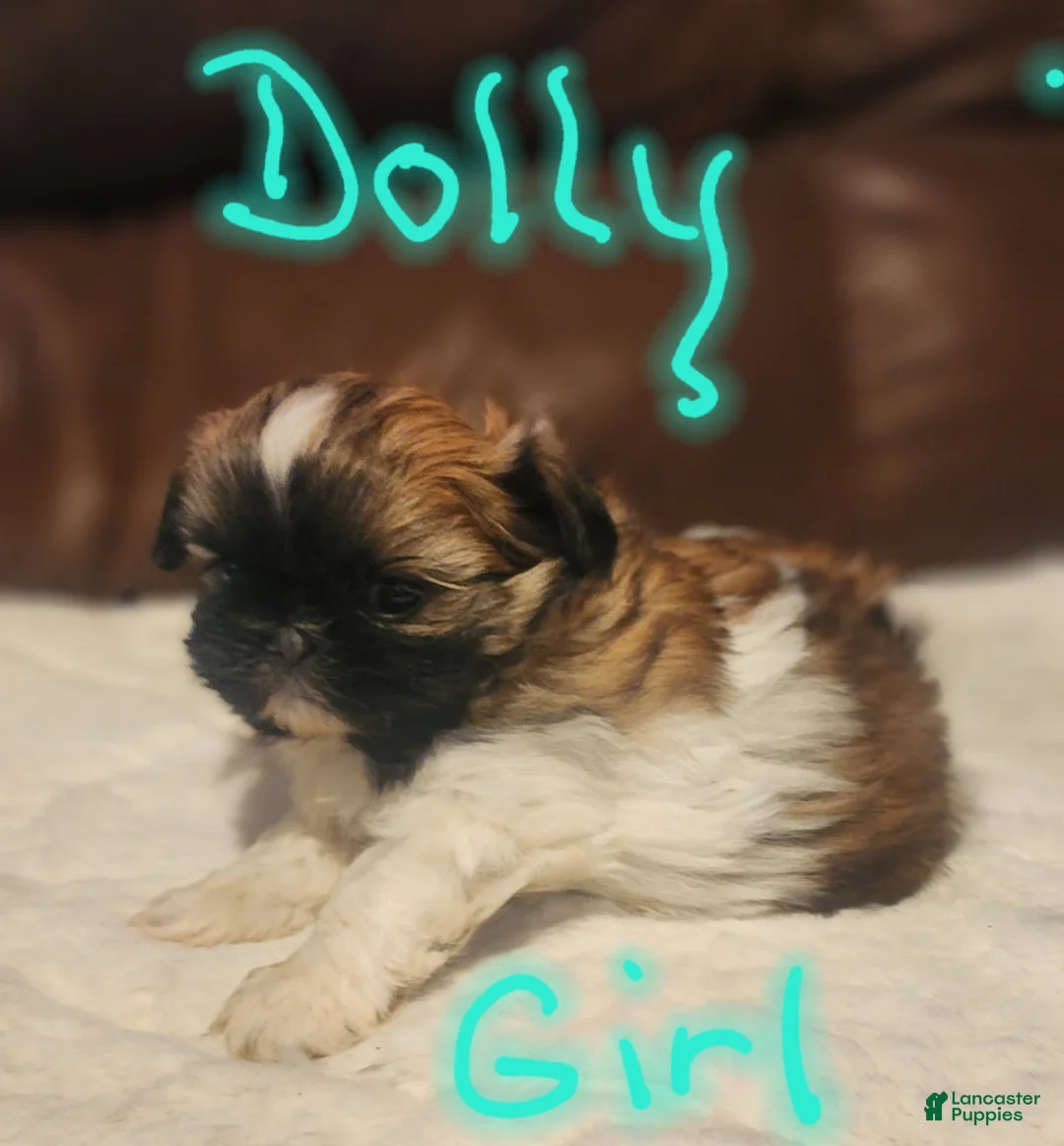 Shih Tzu dogs for sale: Dolly - Ad 4