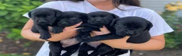 Labrador Retriever dogs for sale: Labrador Retriever 1 - Ad 8