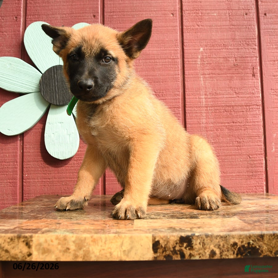 Belgian Malinois dogs Princess - Ad 2