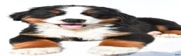 Bernese Mountain Dog dogs for sale: Buddy - Ad 6