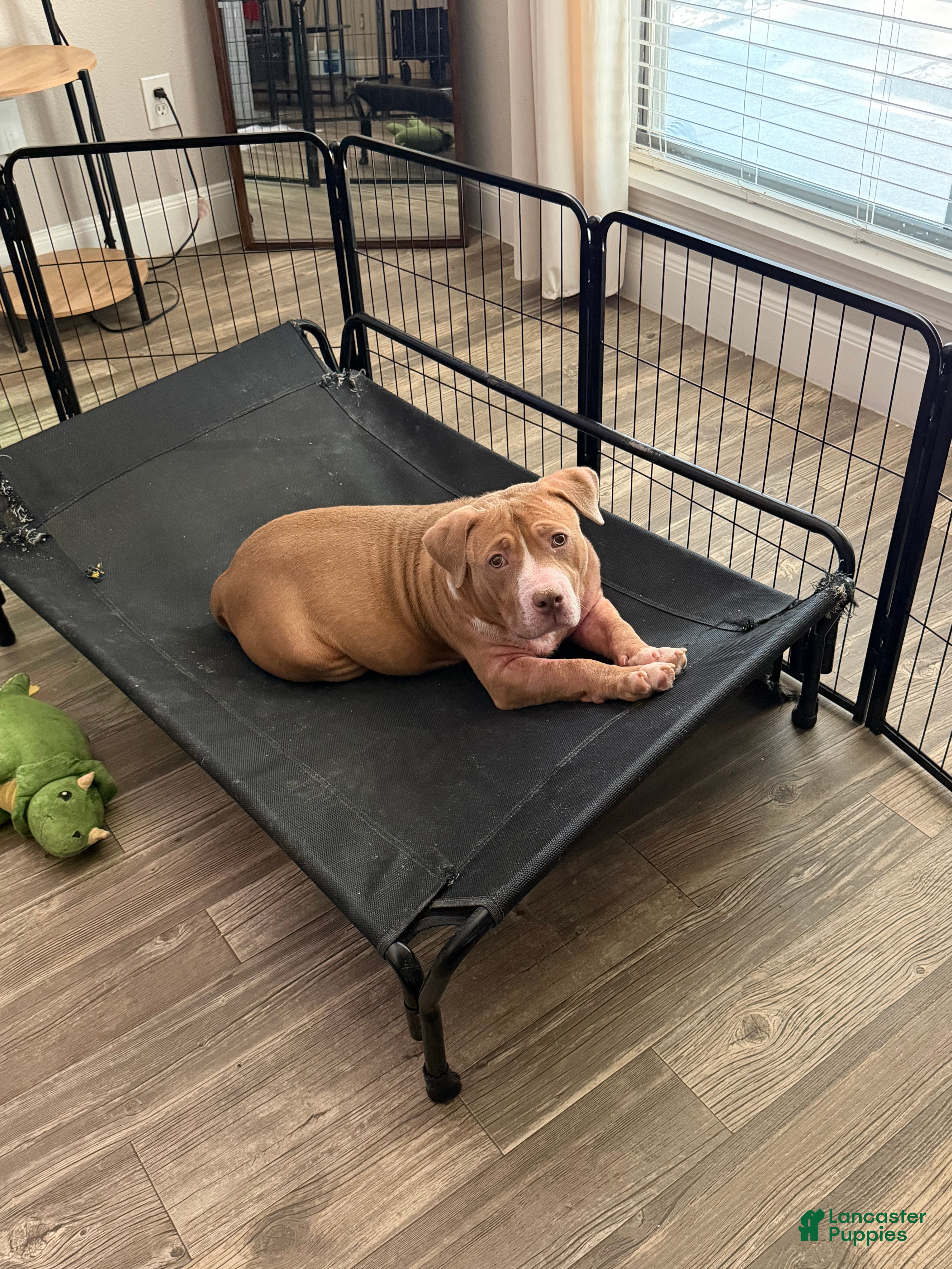 American Bulldog dogs American Bulldog 1 - Ad 1