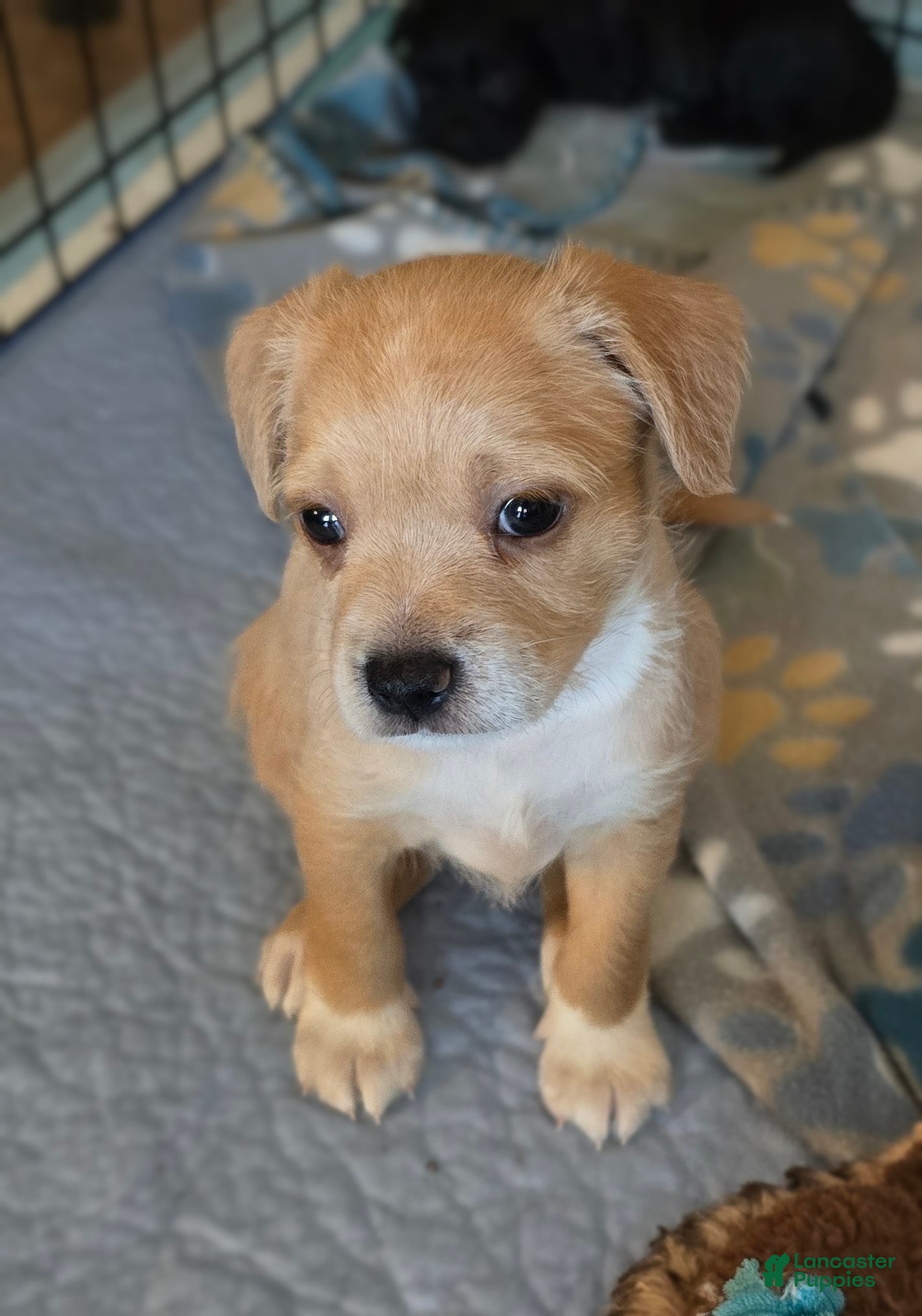 Mixed Breed dogs for sale: Mixed Breed 1 - Ad 1