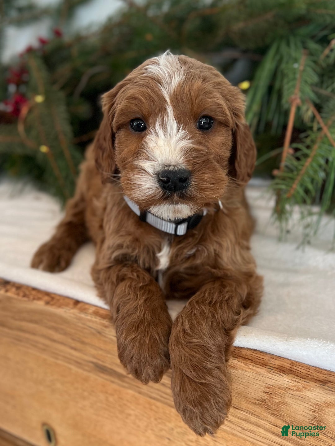 Irish Doodle dogs for sale: Asher - Ad 18