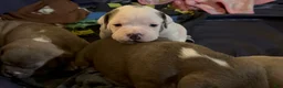 American Bully dogs for sale: American Bully Puppy KILO - Ad 7