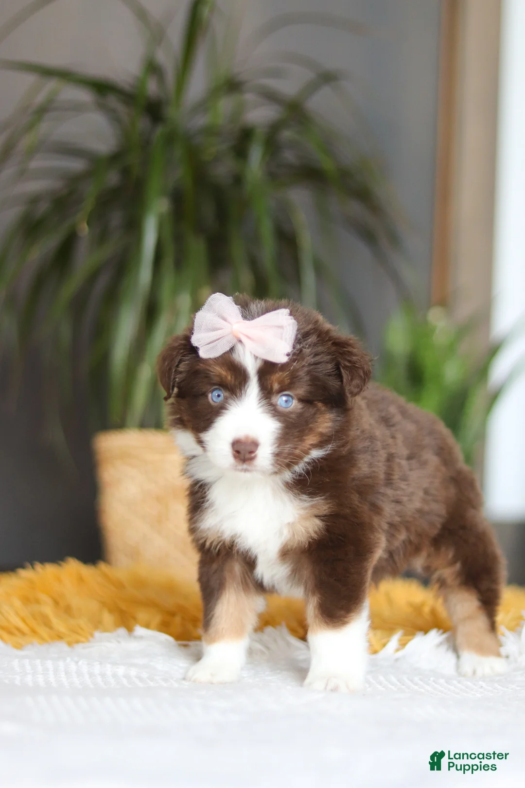Australian Shepherd dogs for sale: Adelaide - Ad 6